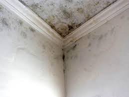 Best Black Mold Removal  in Havelock, NC