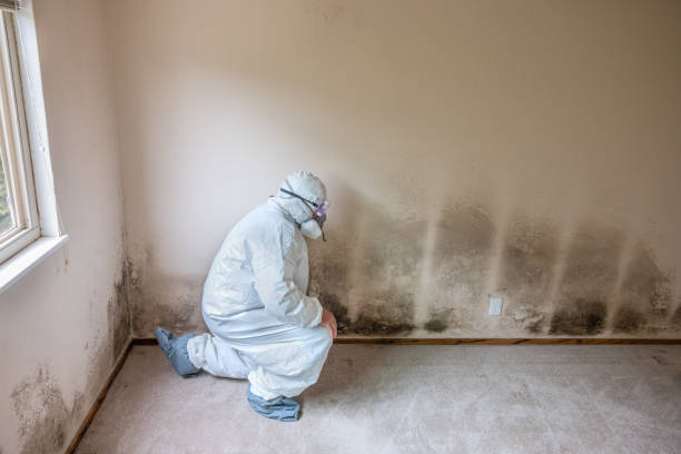 Best Asbestos and Lead Testing During Mold Inspection  in Havelock, NC