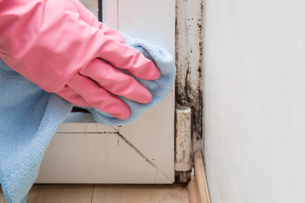 Best Mold Odor Removal Services  in Havelock, NC