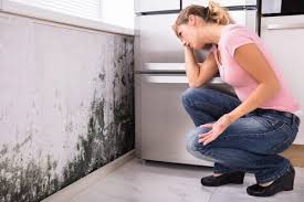 Professional Mold Prevention & Removal  in Havelock, NC